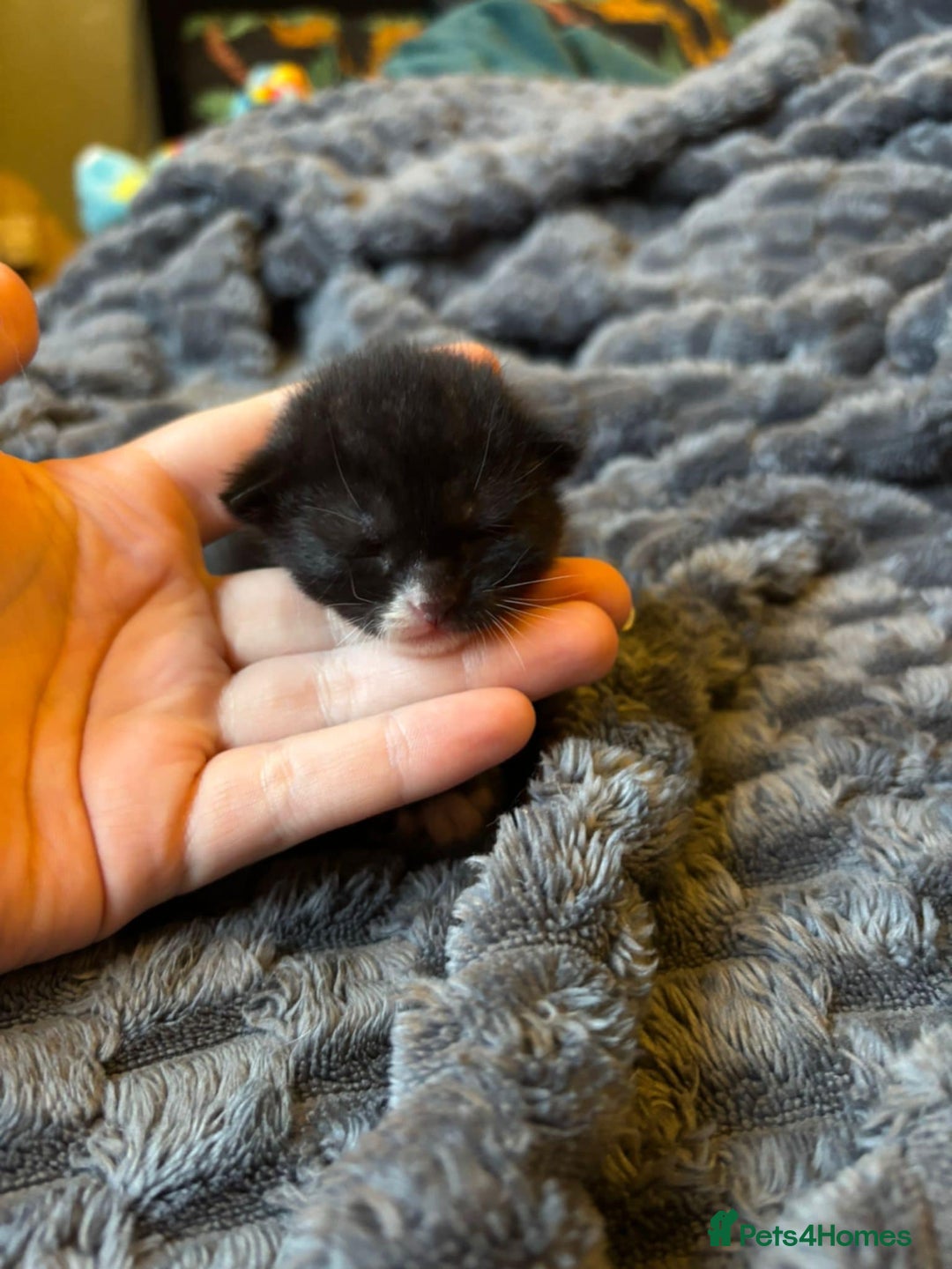 Mixed Breed cats for sale: Female kitten  - Image 2