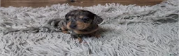 Miniature Dachshund dogs for sale: Mini Dachshund Puppies KC Ready start of March 🐾 - Advert 37
