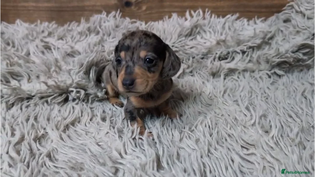 Miniature Dachshund dogs for sale: Mini Dachshund Puppies KC Ready start of March 🐾 - Advert 37