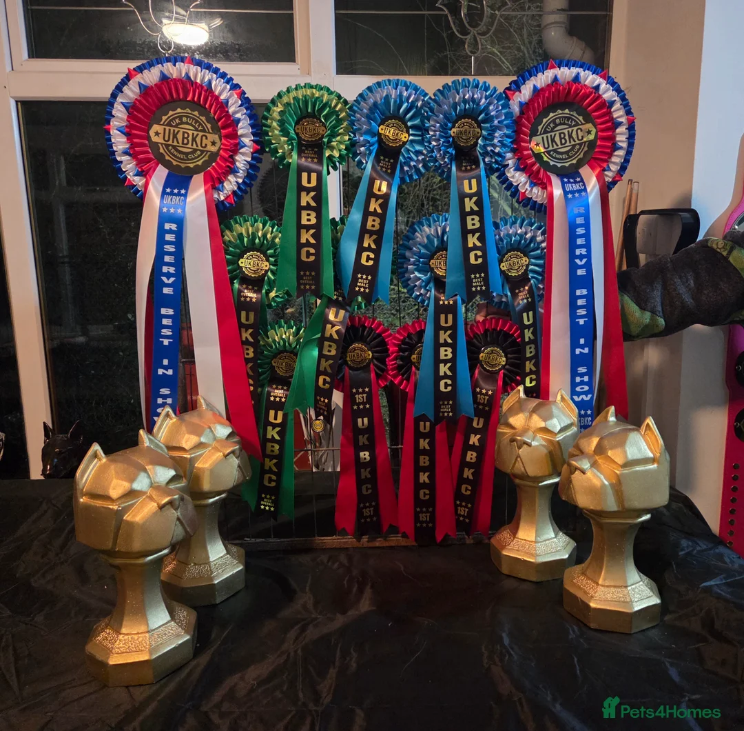 Olde English Bulldogge dogs for stud: Olde english bulldog AT STUD - Advert 5