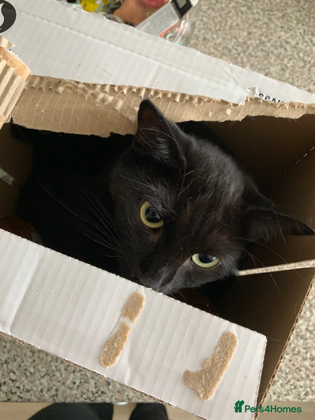Maine Coon cats for sale: Free 2 year old Main coon crosses - Image 3