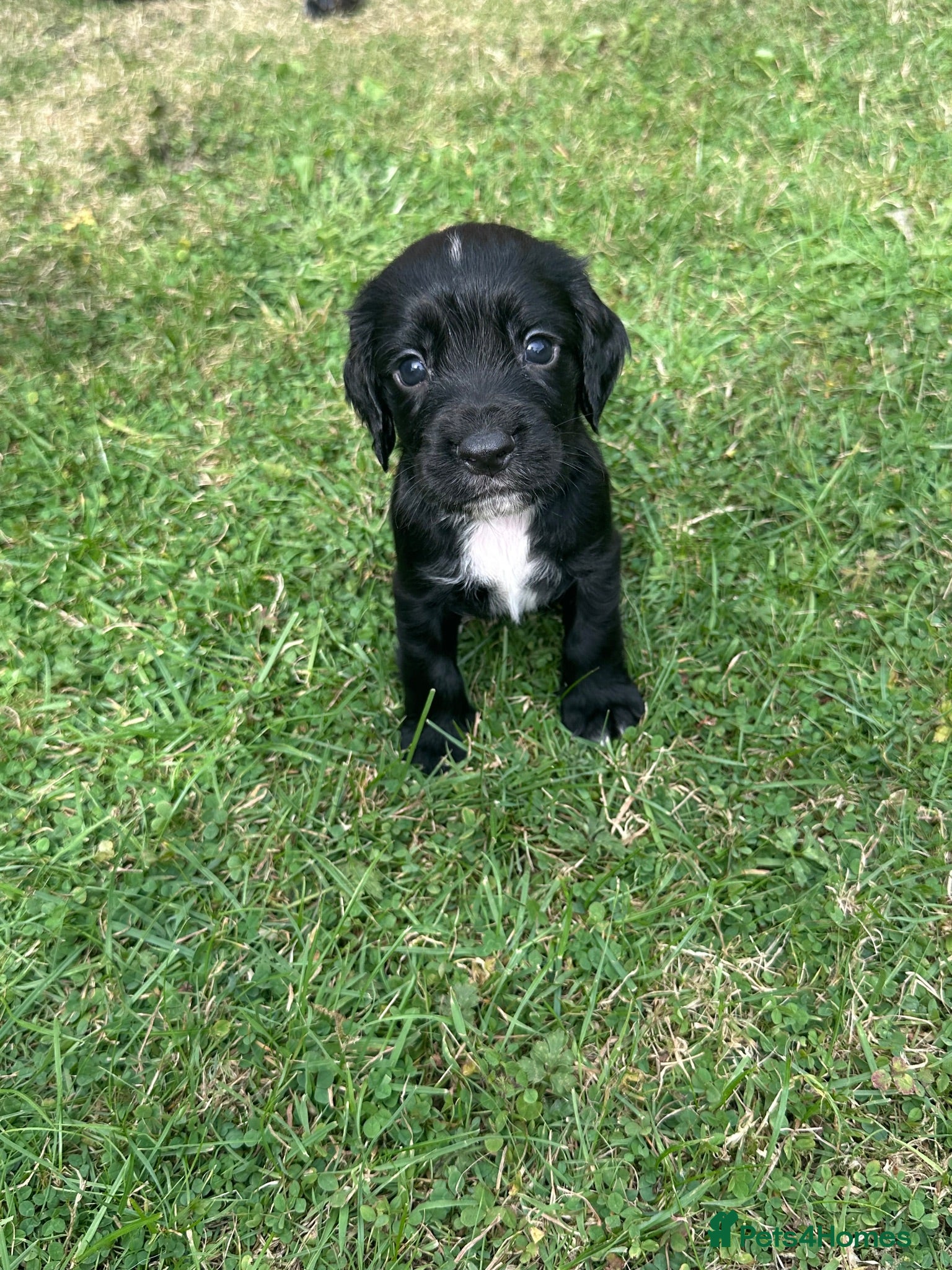 Cocker Spaniel dogs Working Cocker Spaniels  - Advert 18
