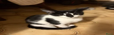 Mixed Breed 2