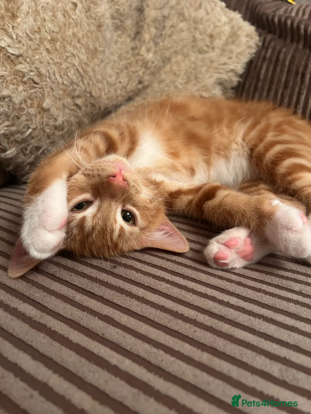 Mixed Breed cats for sale: Male Ginger Kitten - Advert 5