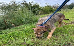 Mixed Breed dogs for adoption: Dana (2) Norwich Norfolk  - Image 4