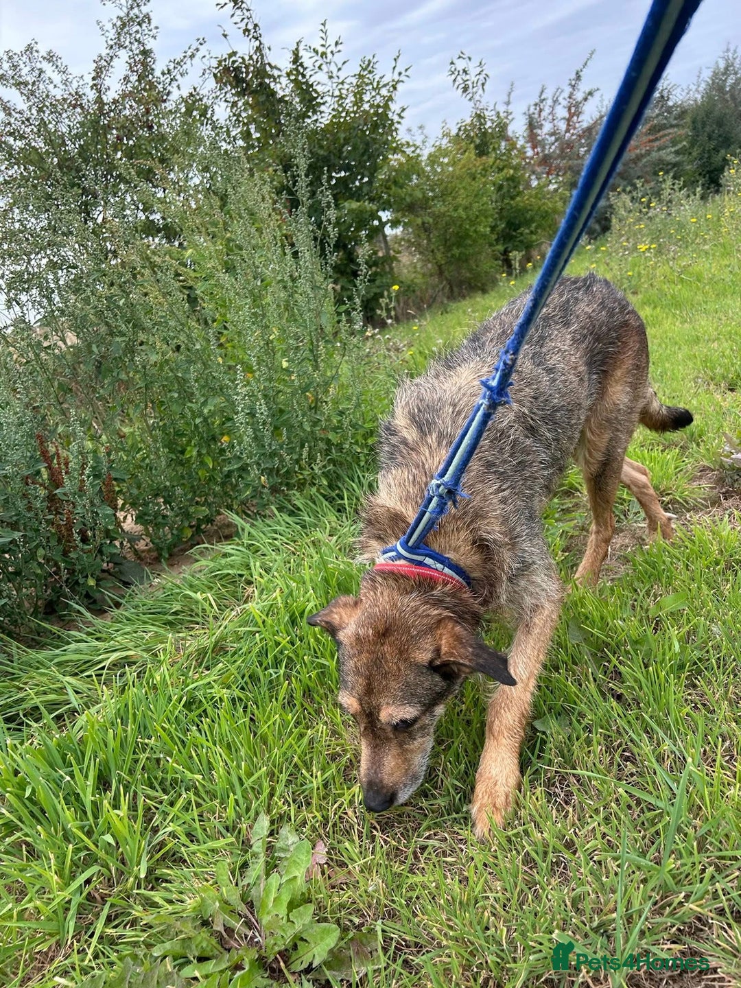 Mixed Breed dogs for adoption: Dana (2) Norwich Norfolk  - Image 4