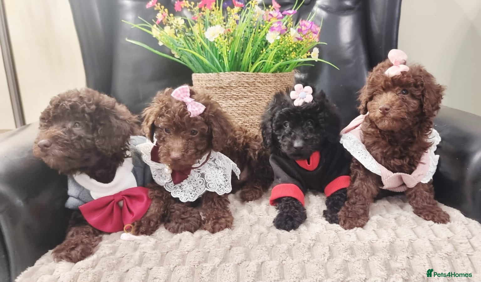 Miniature Poodle dogs Beautiful Miniature Poodle puppies  - Advert 2