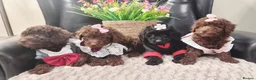 Miniature Poodle dogs for sale: Beautiful Miniature Poodle puppies  - Advert 2