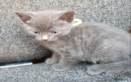 Mixed Breed cats for sale: Grey kittens  - Image 5