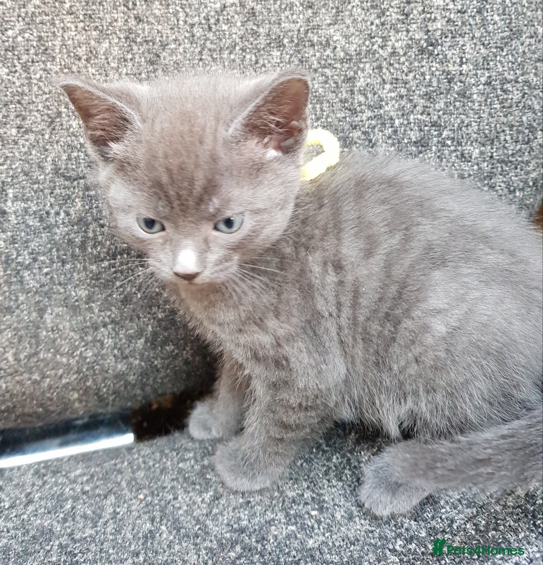 Mixed Breed cats for sale: Grey kittens  - Image 5