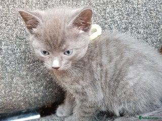 Mixed Breed cats - Advert 2