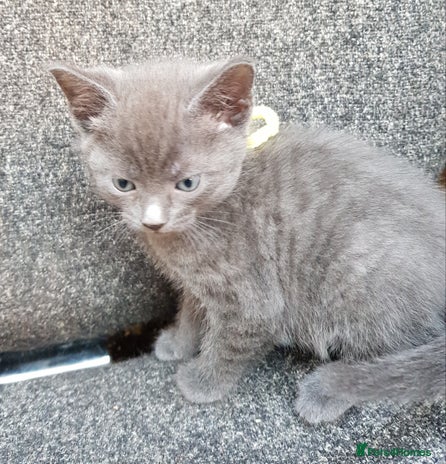 Mixed Breed cats - Advert 2