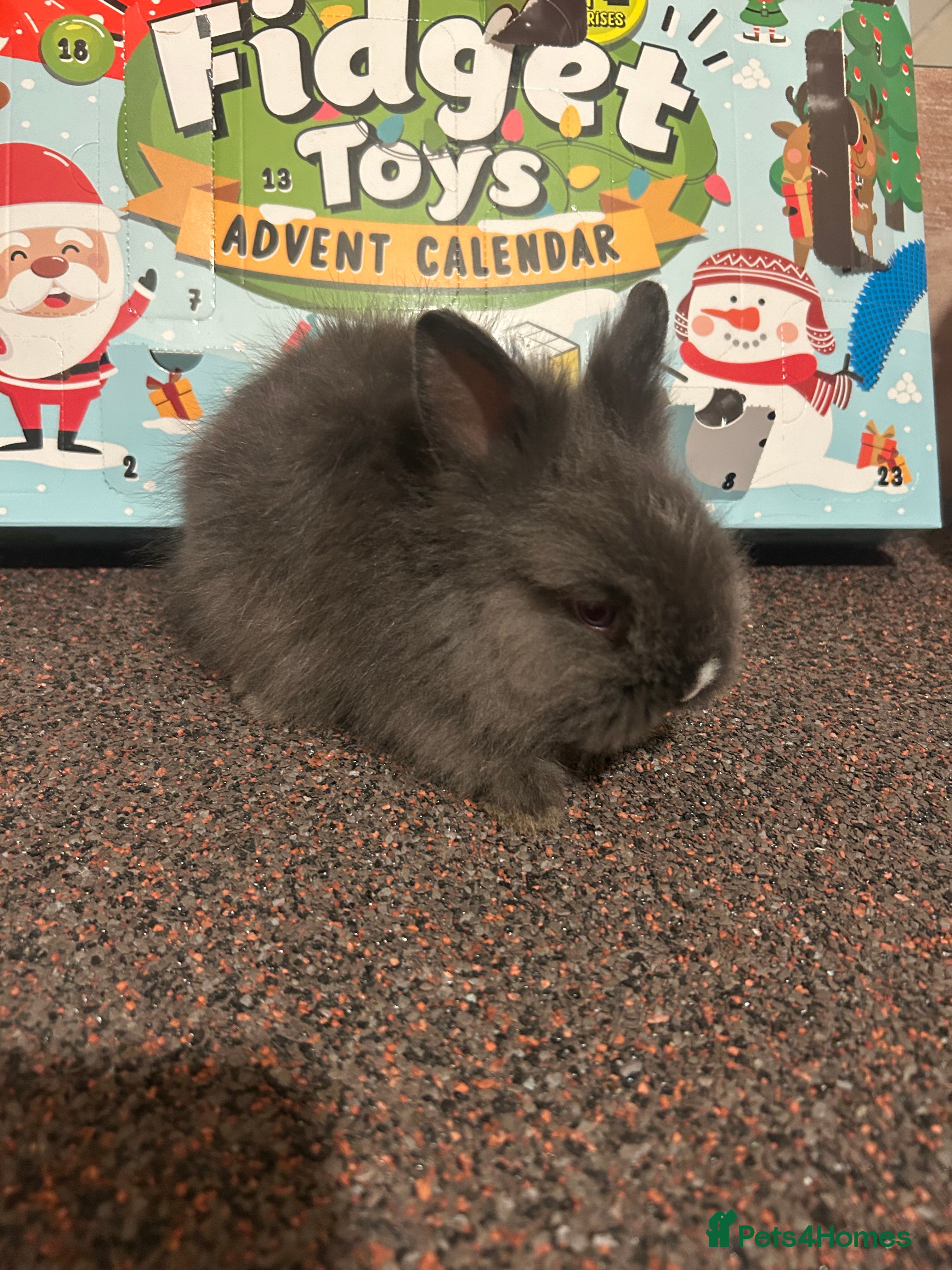 Lionhead rabbits 3 beautiful baby lionheads  - Advert 10