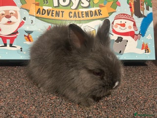 Lionhead rabbits 3 beautiful baby lionheads - Advert 1