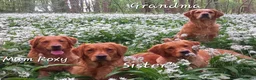 Golden Retriever dogs for sale: READY GOLDEN RETREVER KC PUPPIES - Advert 37