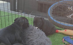 Staffordshire Bull Terrier dogs for sale: Kc registered Staffords  - Image 16
