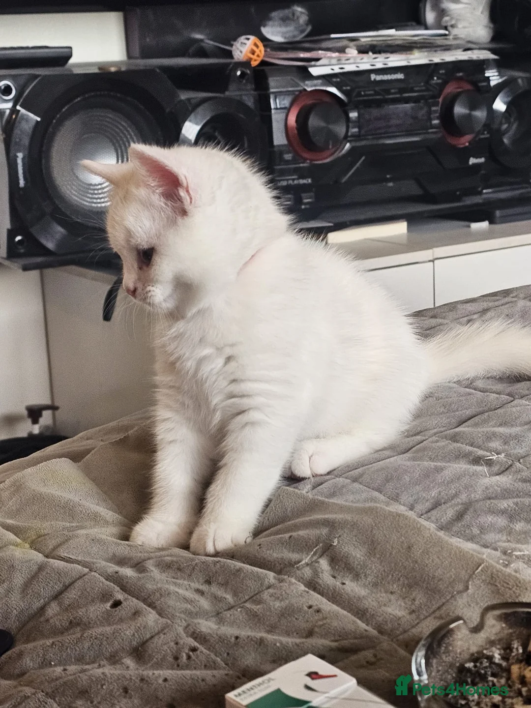 British Shorthair cats for sale: BSH and BLH - Advert 26
