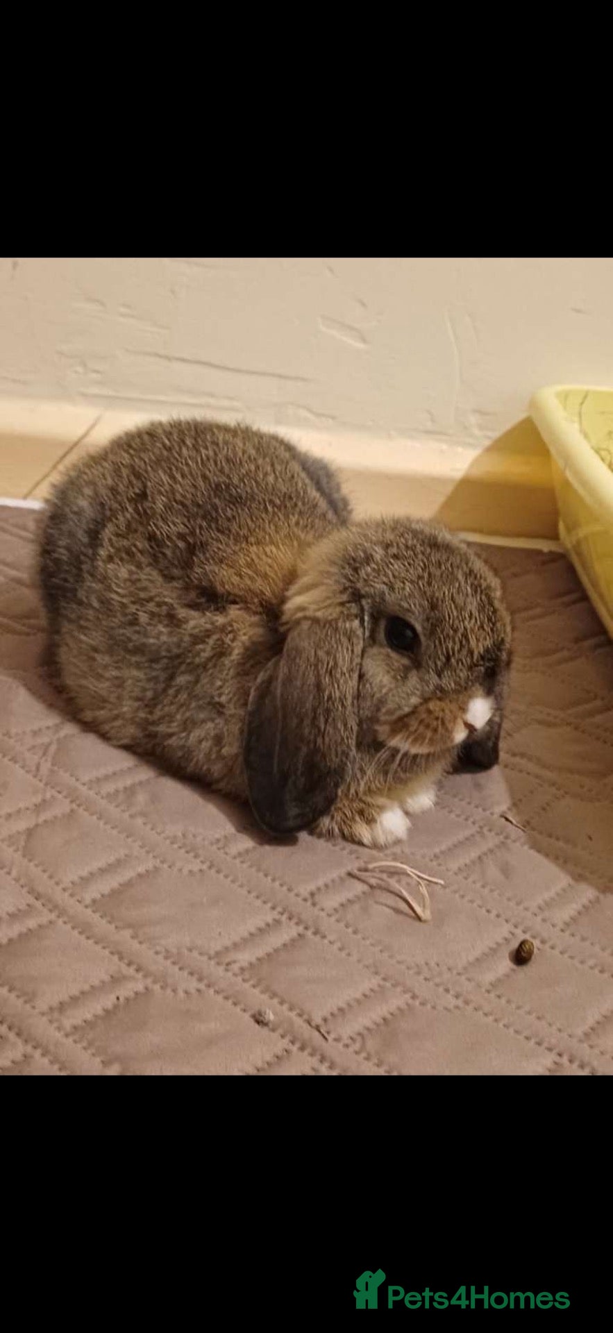 Mini Lop rabbits Gorgeous Neutered Mini Lop Looking For Companion - Advert 1