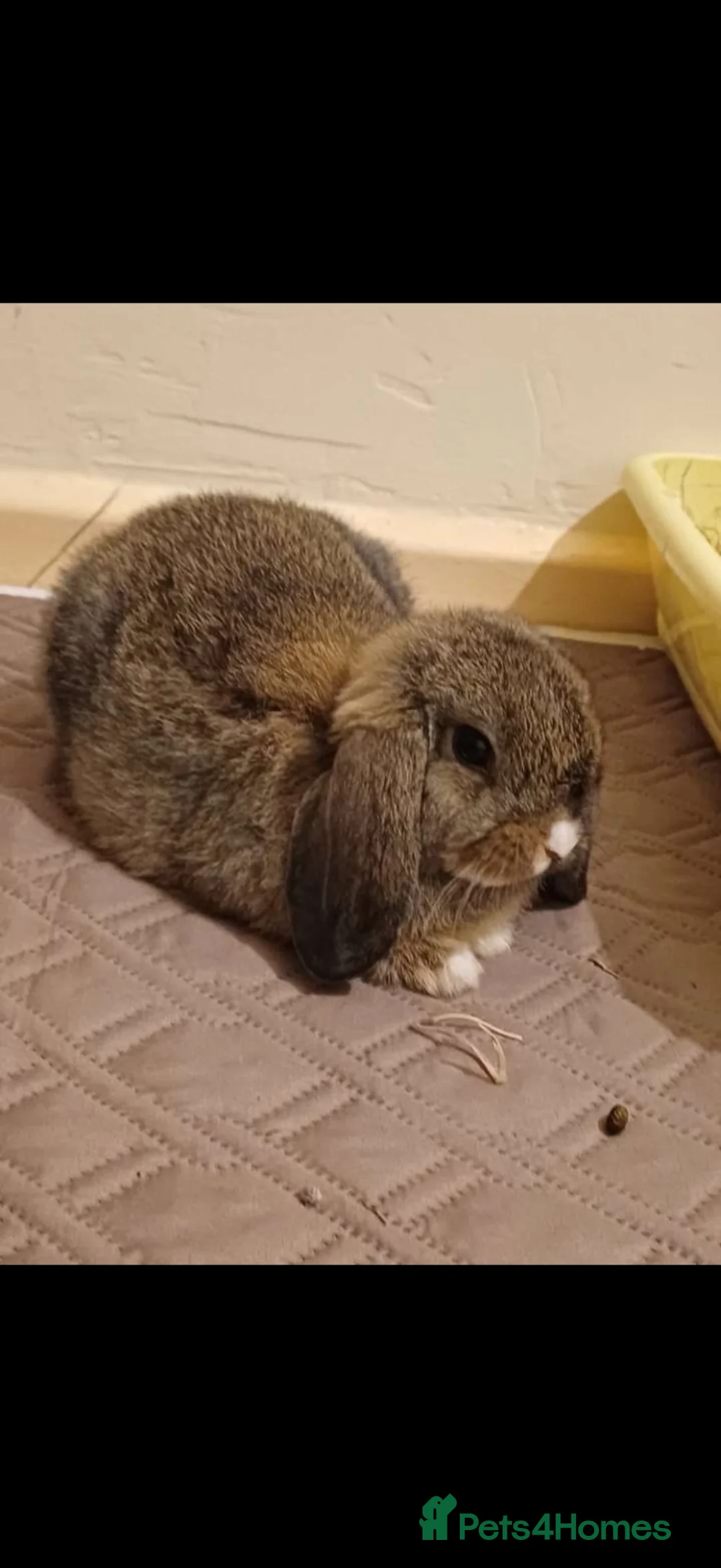 Mini Lop rabbits for sale: Gorgeous Neutered Mini Lop Looking For Companion - Advert 1