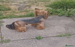 Yorkshire Terrier dogs for sale: Adult York Terrier for sale  - Image 19