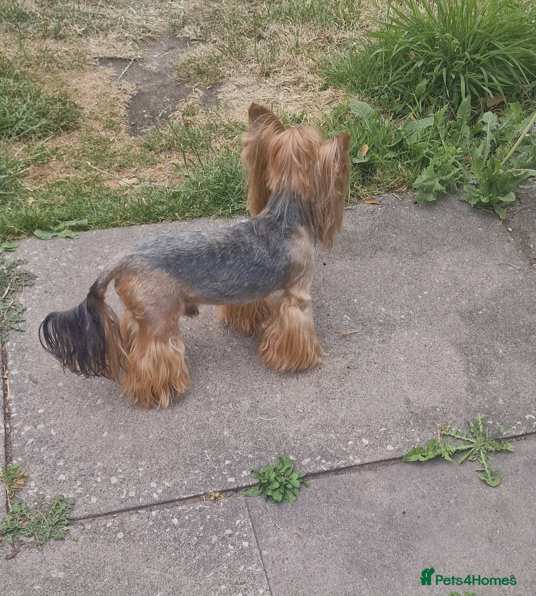 Yorkshire Terrier dogs for sale: Adult York Terrier for sale  - Image 19