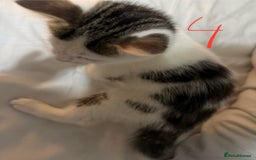 Domestic Shorthair cats for sale: 3 male kittens  - Image 7