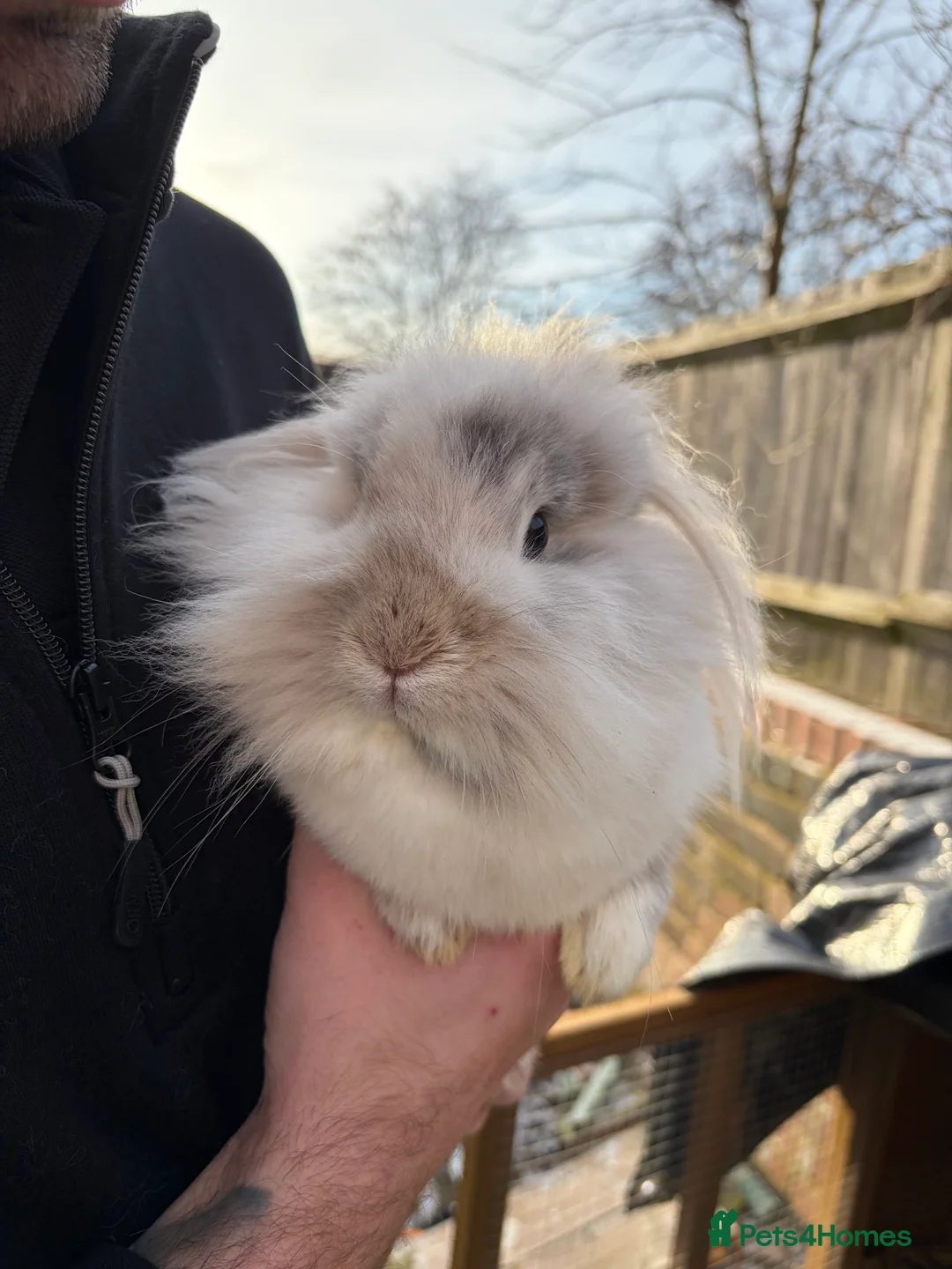 Mixed Breed rabbits for sale: 3 rabbits needing a good home - Advert 4