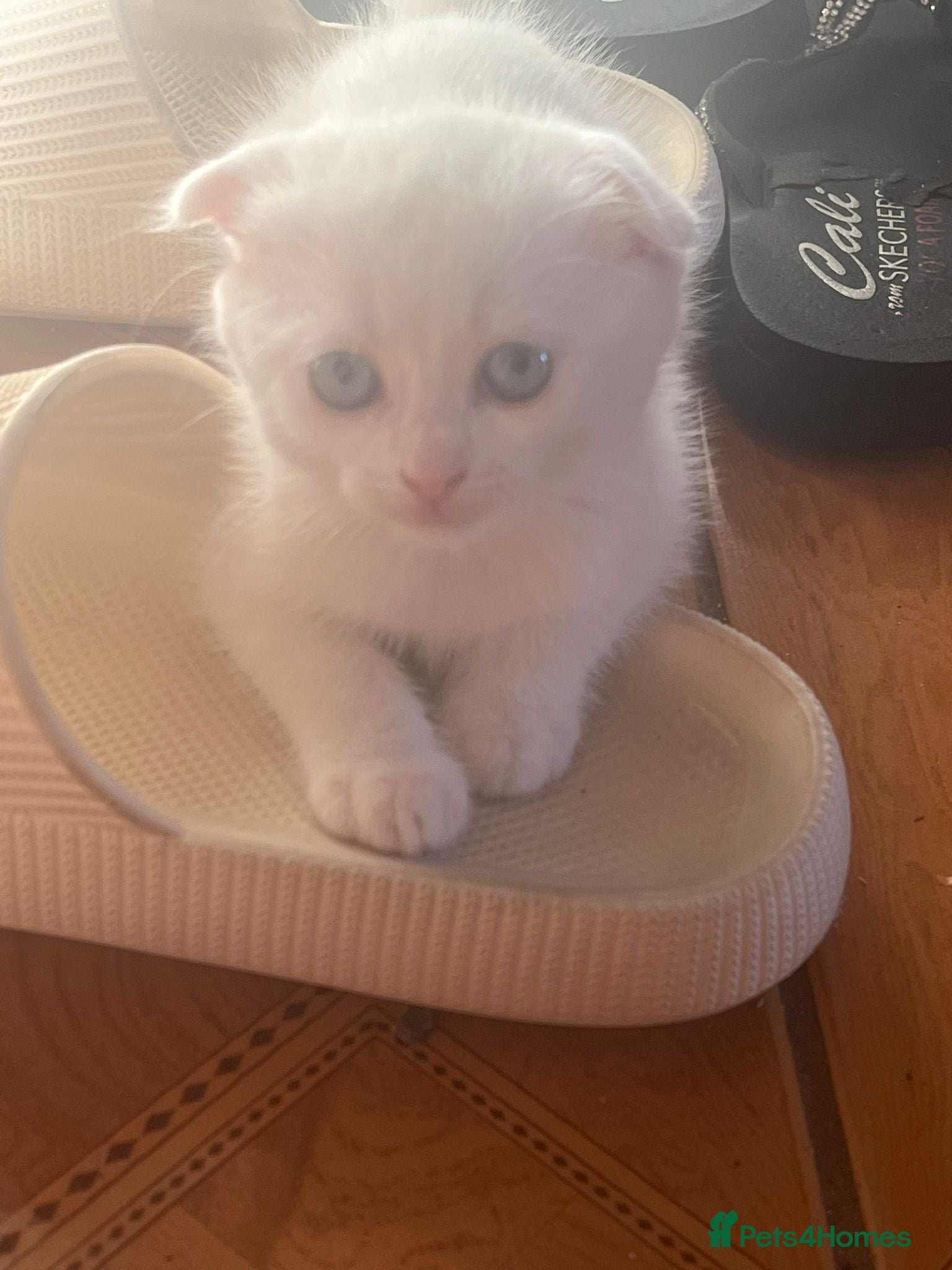 Scottish Fold cats Scottish x Persian ready to leave soon  - Advert 4