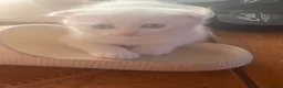 Scottish Fold cats for sale: Scottish x Persian ready to leave soon  in Northampton - Advert 1