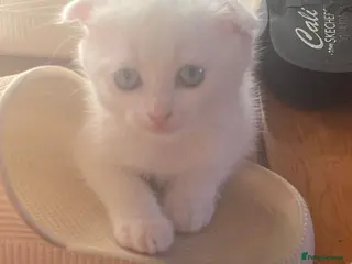 Scottish Fold cats Scottish x Persian ready to leave soon - Advert 12