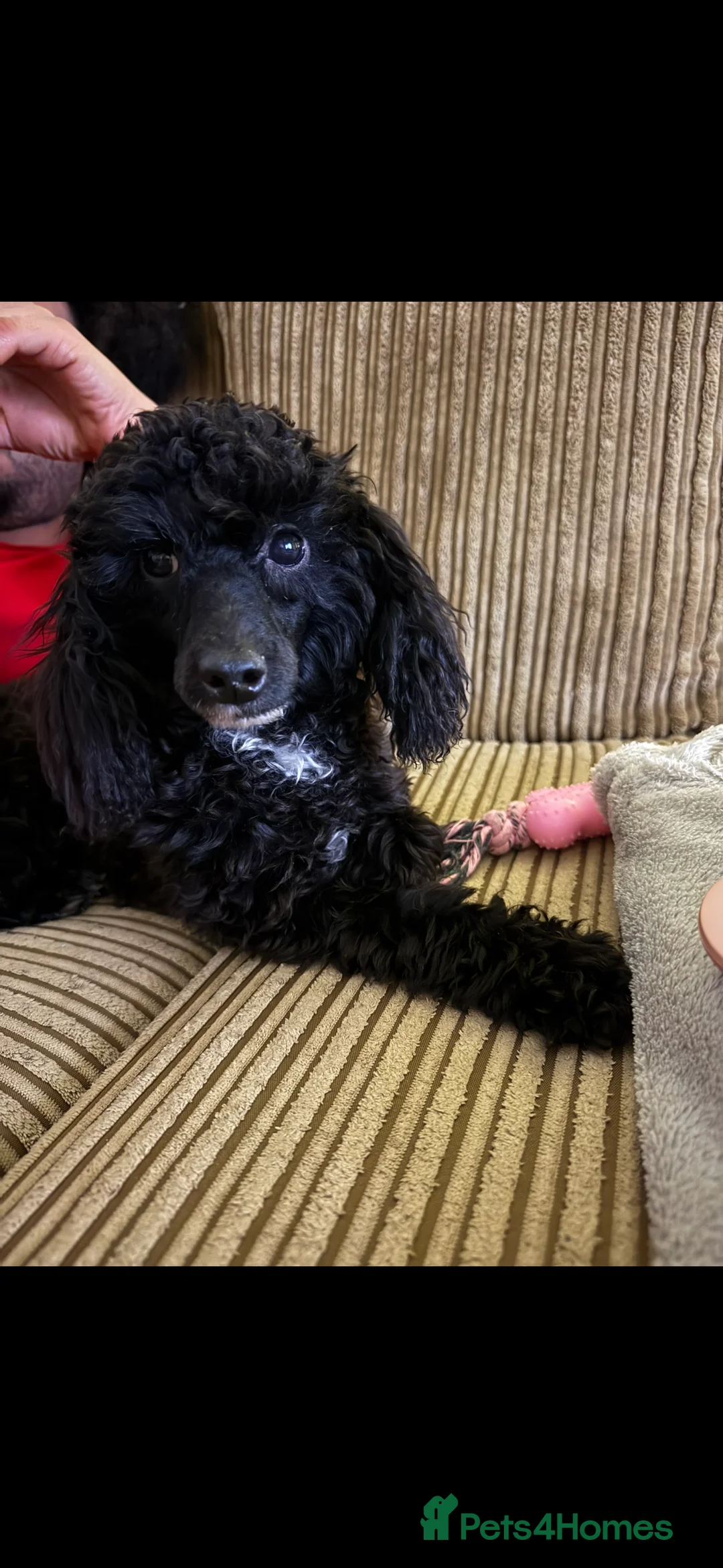 Toy Poodle dogs for sale: Toy Poodle Puppy  - Advert 3