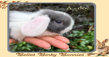 Mini Lop rabbits - Advert 3