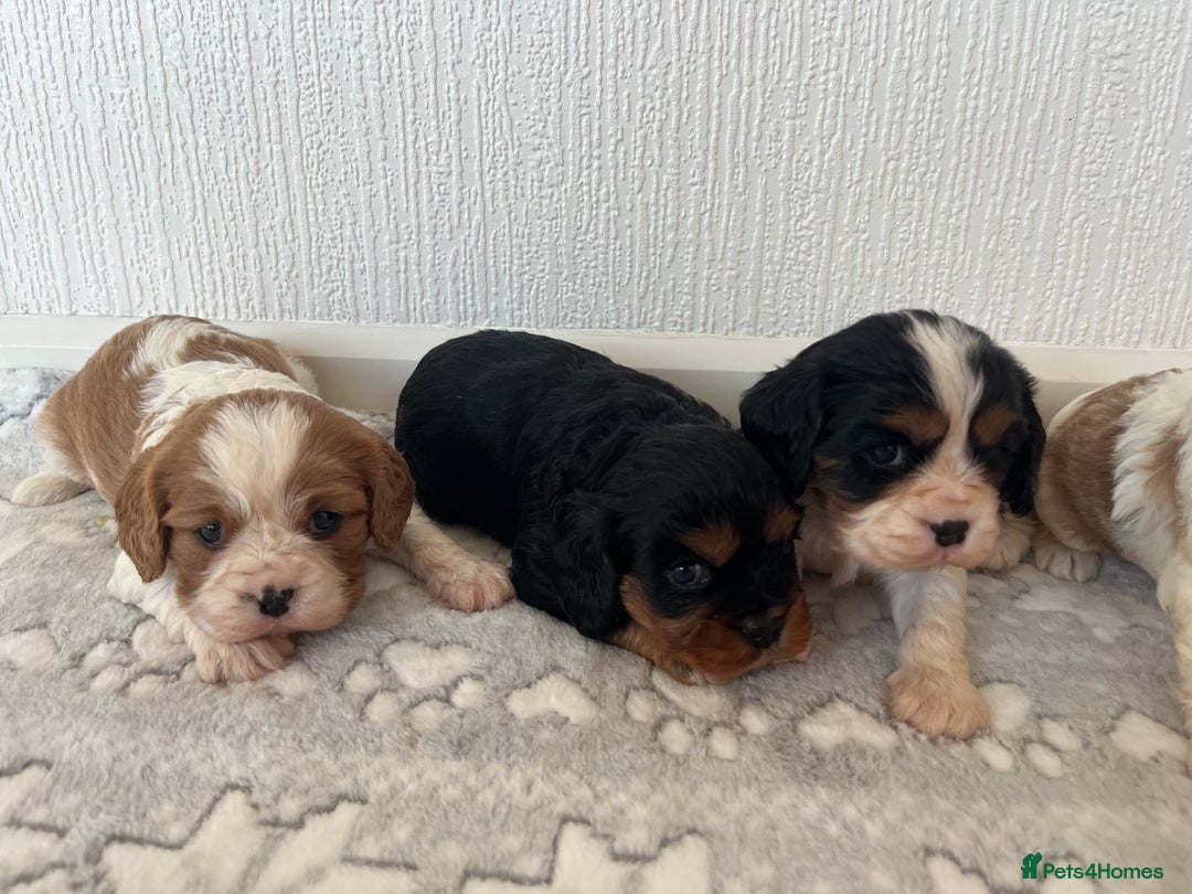Cavalier King Charles Spaniel dogs for sale: Cavalier King Charles puppy’s  - Advert 21