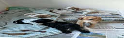 Cockapoo dogs for sale: Beautiful Cockerpoo Puppies.  - Advert 9