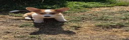 Welsh Corgi Pembroke dogs for sale: 1 Stunning KC Registered Pembroke Corgi Boy - Advert 1