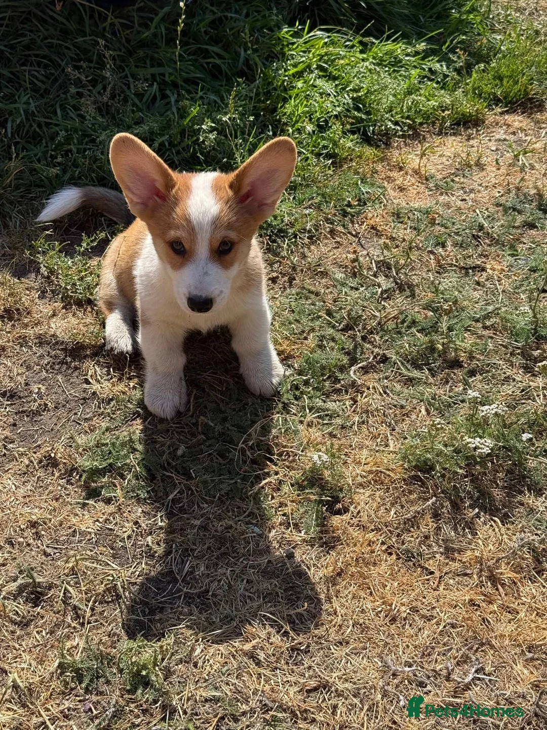 Welsh Corgi Pembroke dogs for sale: 1 Stunning KC Registered Pembroke Corgi Boy - Advert 1
