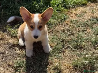 Welsh Corgi Pembroke dogs 1 Stunning KC Registered Pembroke Corgi Boy - Advert 9