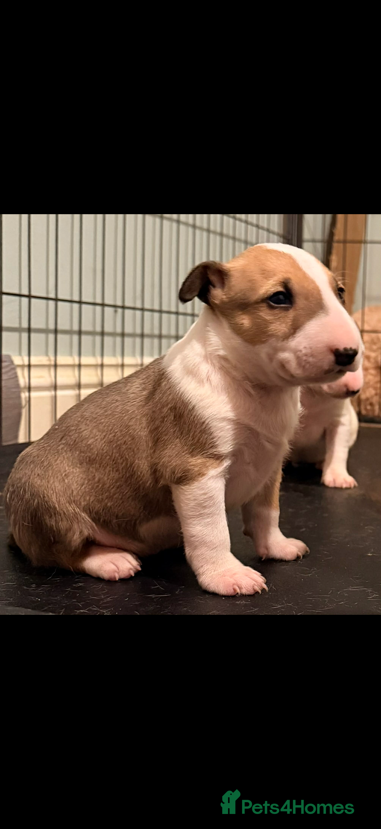 English Bull Terrier dogs Beautiful English bull terrier pups 5 girls  - Advert 5