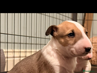 English Bull Terrier dogs Beautiful English bull terrier pups 5 girls - Advert 5