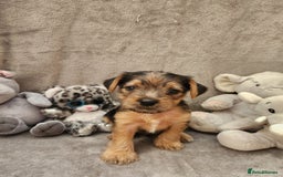 Yorkshire Terrier dogs for sale: 6 beautiful yorkie puppies - Image 11