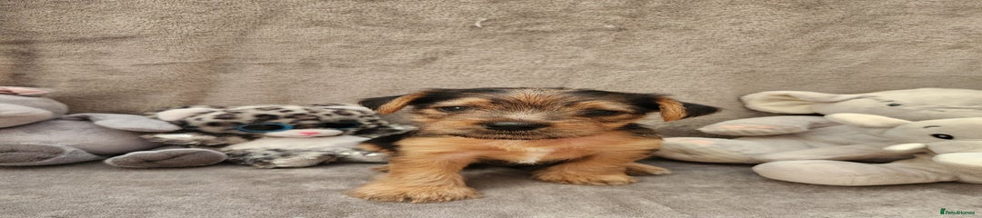 Yorkshire Terrier Puppy 4