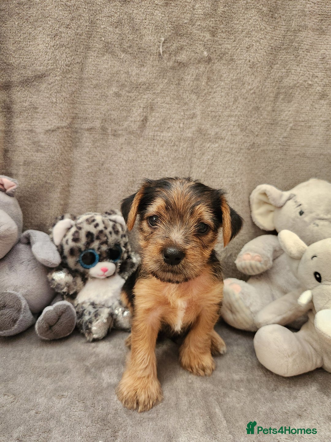 Yorkshire Terrier dogs for sale: 6 beautiful yorkie puppies - Image 11