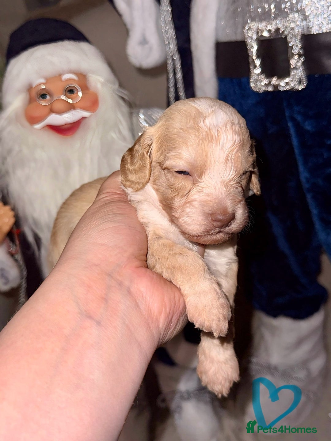 Cockapoo dogs for sale: Stunning F1 Cockapoos 🐾🐶 - Advert 4