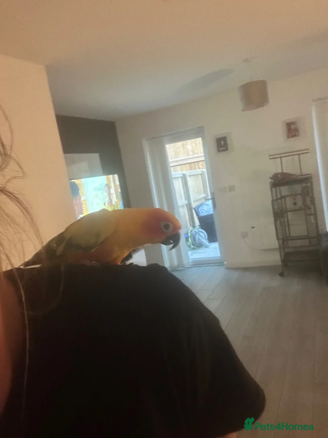 Parakeets birds for sale: Sun conure  - Advert 3