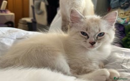 Ragdoll cats for sale: 😻 2 HANDSOME 11 WEEK OLD MALE RAGDOLL KITTENS 😻 - Image 14