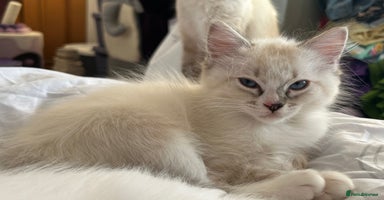 Ragdoll cats - Advert 6