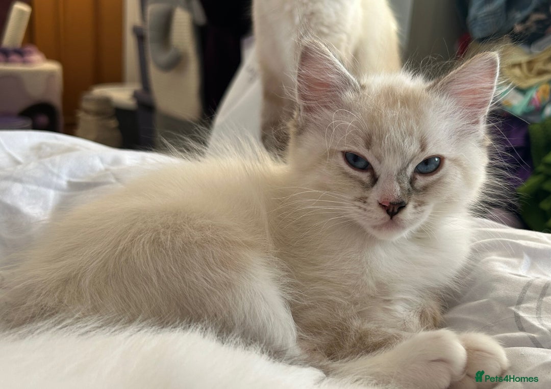 Ragdoll cats for sale: 😻 2 HANDSOME 11 WEEK OLD MALE RAGDOLL KITTENS 😻 - Image 14