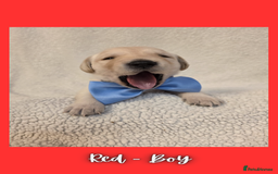 Goldador dogs for sale: Goldador puppies - Image 12