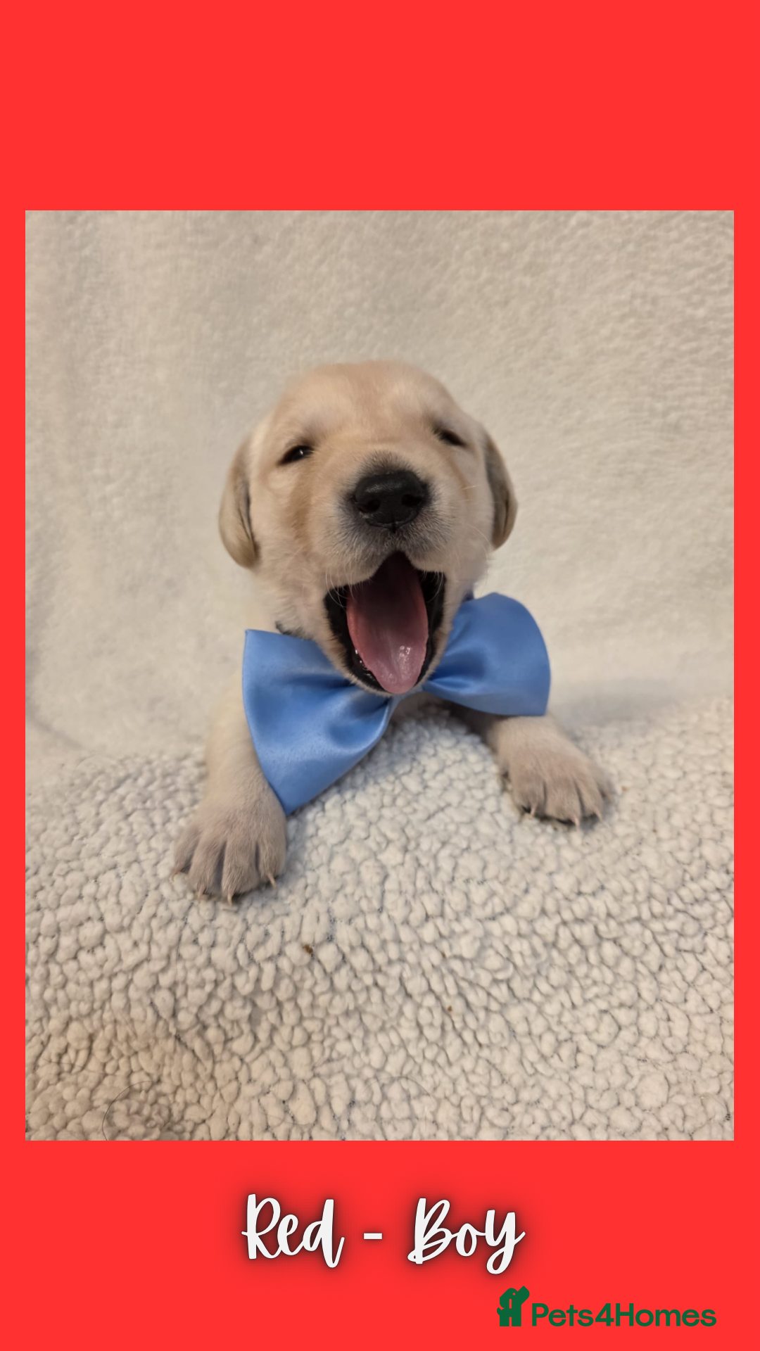 Goldador dogs for sale: Goldador puppies - Image 12