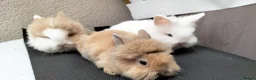 Lionhead rabbits for sale: Pure Lionhead Rabbits, Friendly & Well Handled in Smethwick - Advert 5